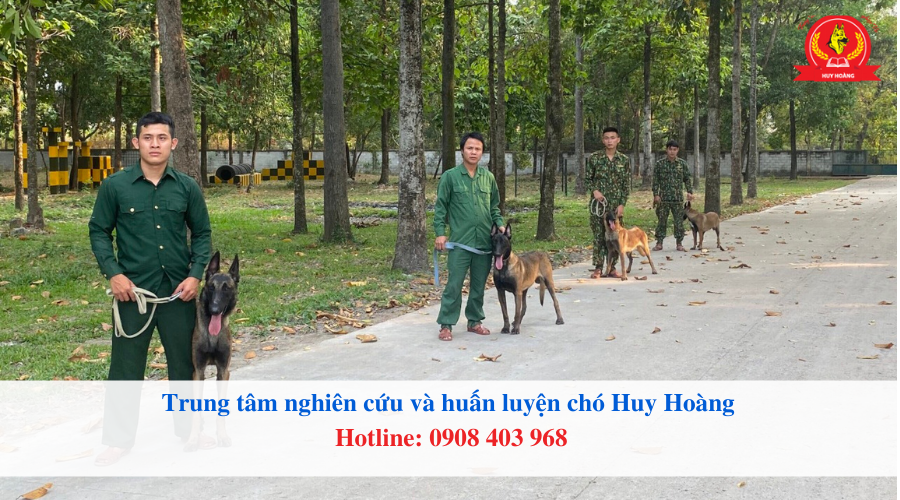 Huy Hoàng thát mặt bạn huấn luyện những chú chó của bạn một cách chuyên nghiệp nhất