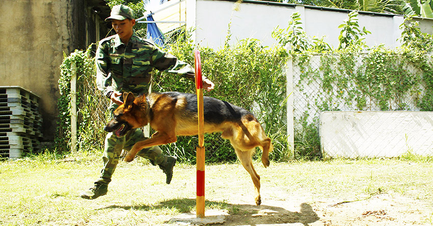 chuyên huấn luyện chó Đồng Nai