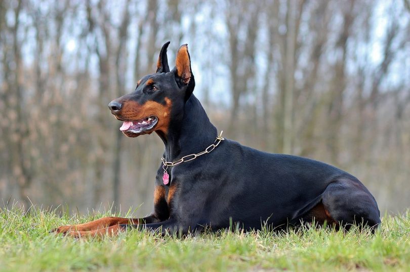 Cách huấn luyện và những lưu ý khi huẩn luyện chó Doberman