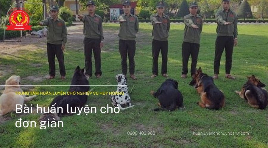 HUẤN LUYỆN CHÓ HUY HOÀNG