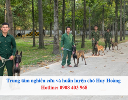 Bí kíp huấn luyện chó hư thành chó ngoan tại nhà đơn giản