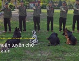 3 Bài huấn luyện chó tại nhà đơn giản