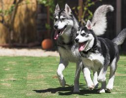 CÁCH ĐỂ HUẤN LUYỆN CHÓ HUSKY