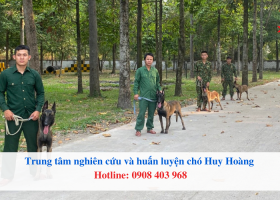 Bí kíp huấn luyện chó hư thành chó ngoan tại nhà đơn giản