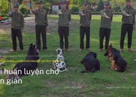 3 Bài huấn luyện chó tại nhà đơn giản