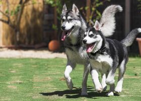 CÁCH ĐỂ HUẤN LUYỆN CHÓ HUSKY