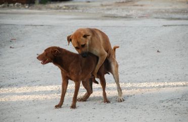 DỊCH VỤ PHỐI GIỐNG CHO CHÓ