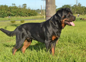 Chó Rottweiler  0908 403 968