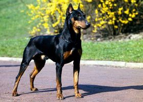 Chó Doberman 0908 403 968