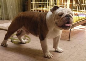 BÁN CHÓ BULLDOG 0908 403 968